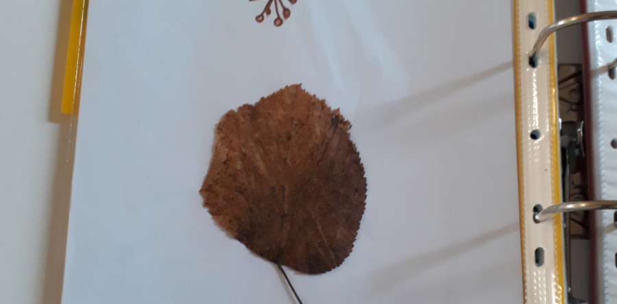 Notre herbier
