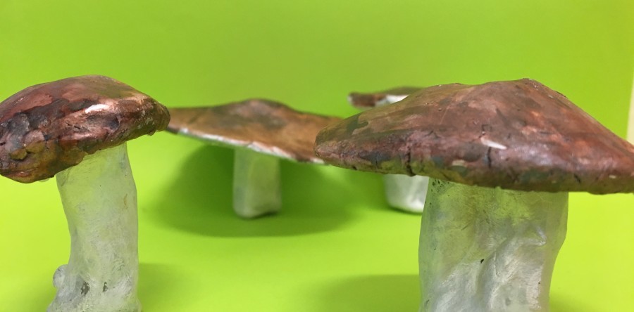Les champignons des MS