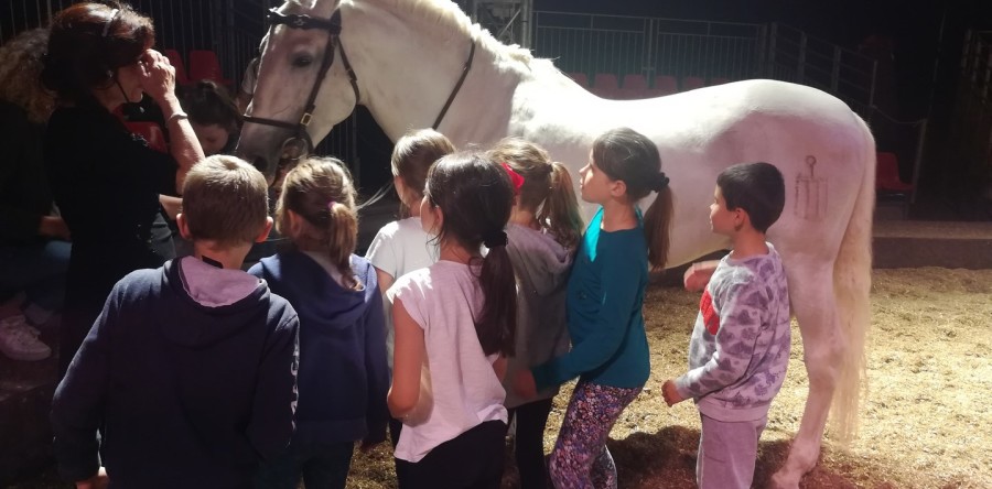 Visite du Haras d’Hennebont
